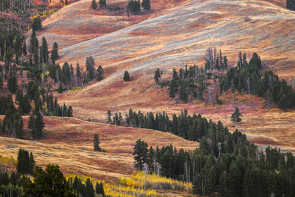 Rolling hills in colorful autumn display-Lamar Valley-Yellowstone National Park-Wyoming art print by Adam Jones for $57.95 CAD